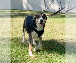 Xena - Female Border Collie-Rhodesian Ridgeback Mix Dog for Adoption - Photo #2