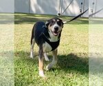 Small #1 Border Collie-Rhodesian Ridgeback Mix