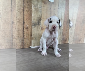 Great Dane Puppy for sale in MORRISTON, FL, USA