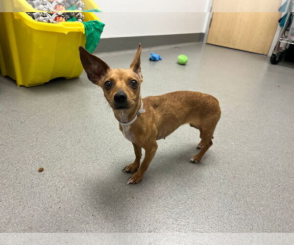 Medium Photo #14 Chiweenie Puppy For Sale in San Francisco, CA, USA