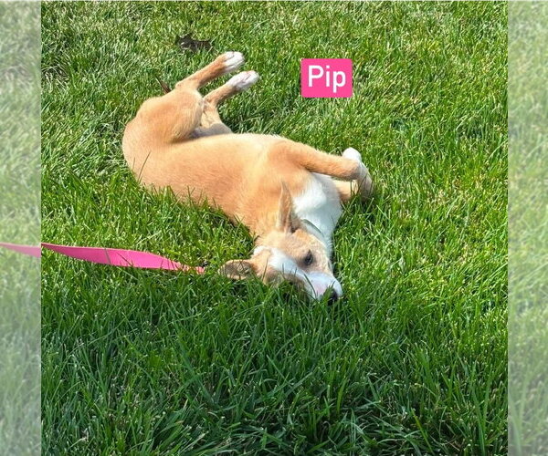 Medium Photo #3 Mutt Puppy For Sale in Foristell, MO, USA