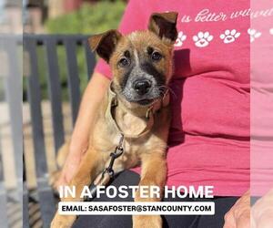 German Shepherd Dog-Unknown Mix Dogs for adoption in Modesto, CA, USA