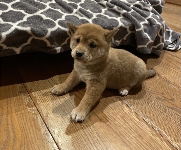 Medium Photo #3 Shiba Inu Puppy For Sale in SCHUYLKILL HAVEN, PA, USA
