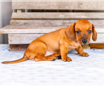 Small #2 Dachshund