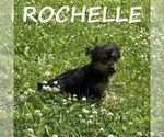 Small #2 YorkiePoo