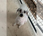 Pennywise - Male Poodle (Miniature) Dog for Adoption - Small photo