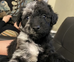 Australian Labradoodle Puppy for sale in COLCHESTER, CT, USA