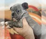 Puppy 3 French Bulldog