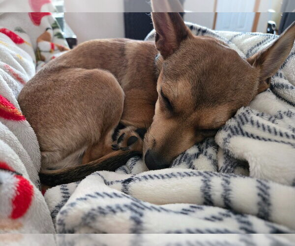 Medium Photo #3 Chihuahua Puppy For Sale in Andover, MN, USA