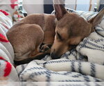Small #2 Chihuahua