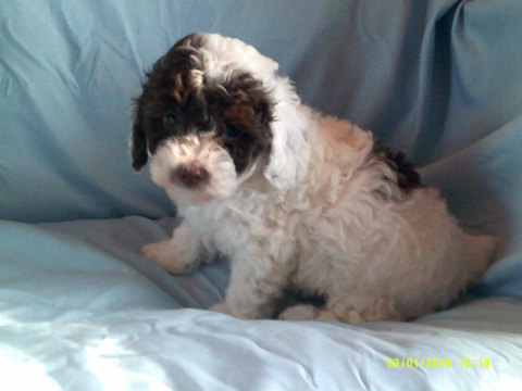 Medium Photo #1 Poodle (Toy) Puppy For Sale in REEDS SPRING, MO, USA