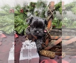 Small #1 Shorkie Tzu