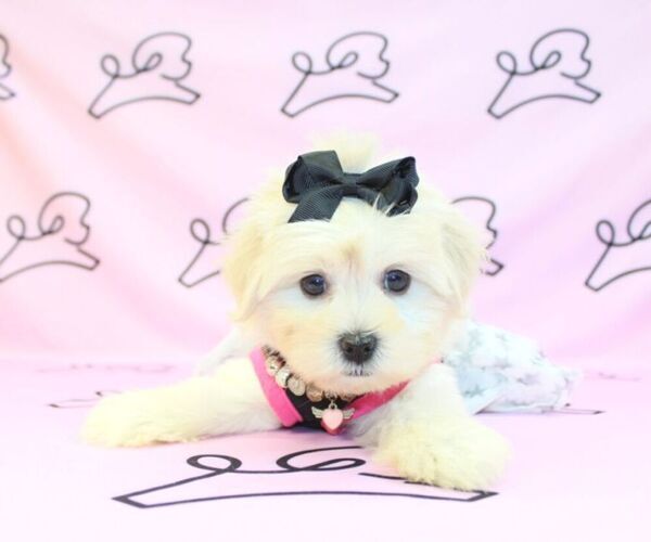 Medium Photo #12 Mal-Shi Puppy For Sale in LAS VEGAS, NV, USA