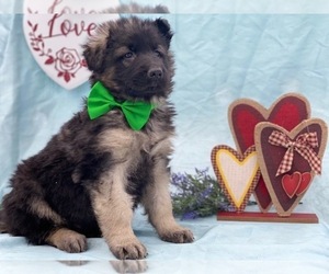 German Shepherd Dog Puppy for sale in LANCASTER, PA, USA
