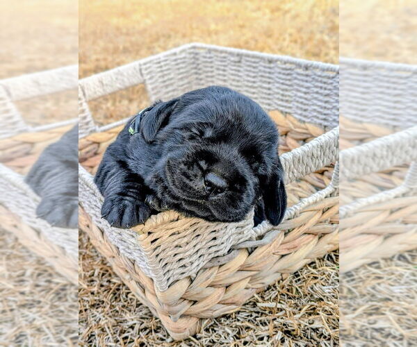 Medium Photo #1 Labrador Retriever Puppy For Sale in DUNN, NC, USA
