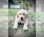 Image preview for Ad Listing. Nickname: Litter of 2
