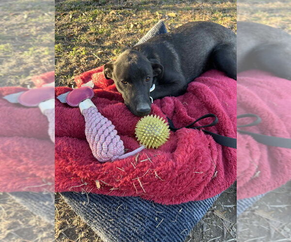 Medium Photo #2 Mutt Puppy For Sale in Boston, MA, USA