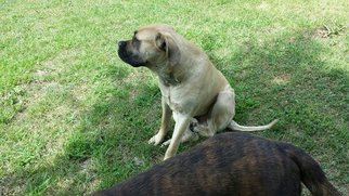 Father of the Mastiff puppies born on 08/01/2017
