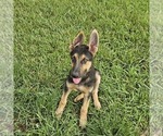 Small #6 German Shepherd Dog