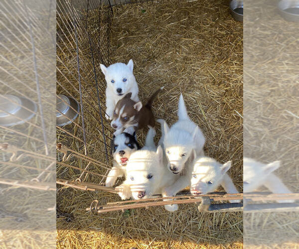 Medium Photo #2 Siberian Husky Puppy For Sale in TIFFIN, OH, USA