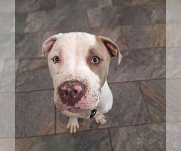 Medium Photo #3 American Pit Bull Terrier-Unknown Mix Puppy For Sale in Germantown, OH, USA