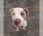 Small #2 American Pit Bull Terrier Mix