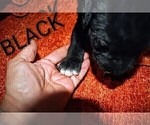 Small #3 Presa Canario