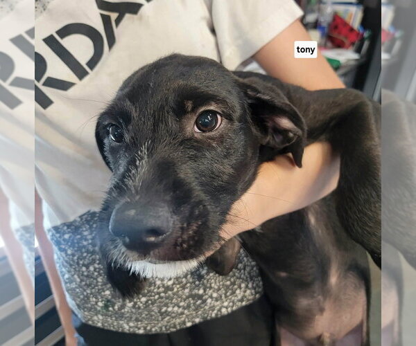 Medium Photo #2 Labrador Retriever-Unknown Mix Puppy For Sale in Foristell, MO, USA