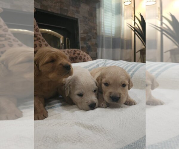 Medium Photo #6 English Cream Golden Retriever Puppy For Sale in SACRAMENTO, CA, USA