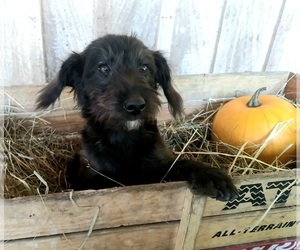 Pomeranian-Poodle (Toy) Mix Puppy for sale in CADIZ, KY, USA