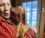 Small Vizsla