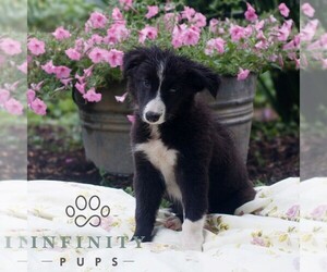 Border Collie Puppy for sale in GAP, PA, USA