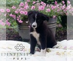 Small Border Collie