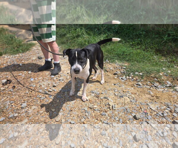 Medium Photo #2 Mutt Puppy For Sale in Jackson, MS, USA