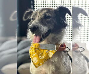 Medium Border Collie Mix