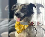 Small Border Collie Mix