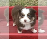 Small Photo #7 Miniature Australian Shepherd Puppy For Sale in BOWLING GREEN, KY, USA
