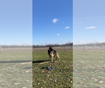 Small #2 German Shepherd Dog