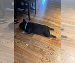 Small Photo #3 French Bulldog Puppy For Sale in Mundelein, IL, USA