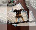 Small #6 Mutt