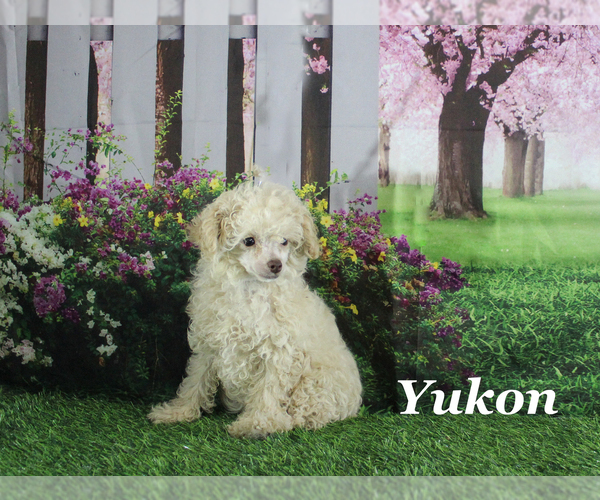 Medium Photo #17 Poodle (Toy) Puppy For Sale in CHANUTE, KS, USA