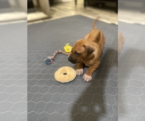 Medium Photo #5 Rhodesian Ridgeback Puppy For Sale in KELLER, TX, USA