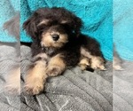 Small Photo #16 Yo-Chon Puppy For Sale in HAMPTON, VA, USA