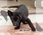 Small #17 German Shepherd Dog