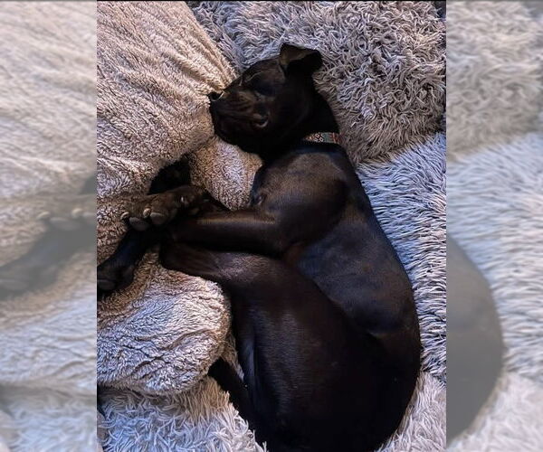 Medium Photo #3 American Pit Bull Terrier-Unknown Mix Puppy For Sale in Germantown, OH, USA