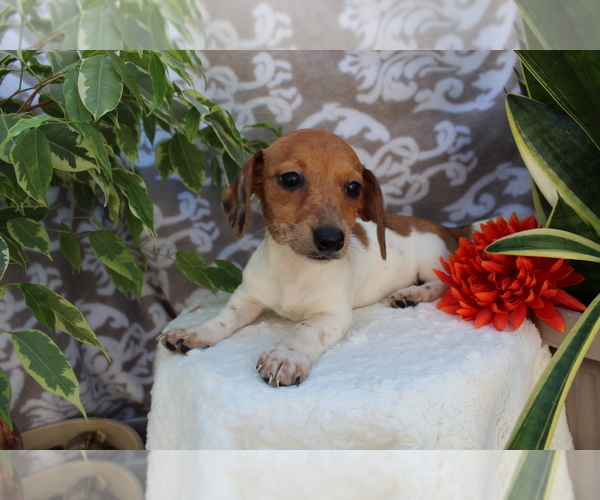 Medium Photo #3 Dachshund Puppy For Sale in SHILOH, OH, USA