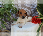 Small #2 Dachshund