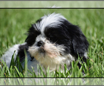 Small #2 Shih Tzu
