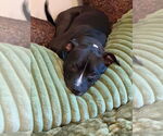 Small #12 Staffordshire Bull Terrier Mix