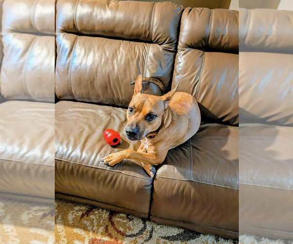 Medium Photo #6 American Staffordshire Terrier-Unknown Mix Puppy For Sale in Minneapolis, MN, USA